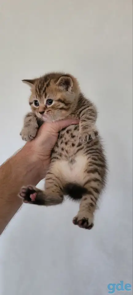 Шотландский прямоухий котенок, фотография 1