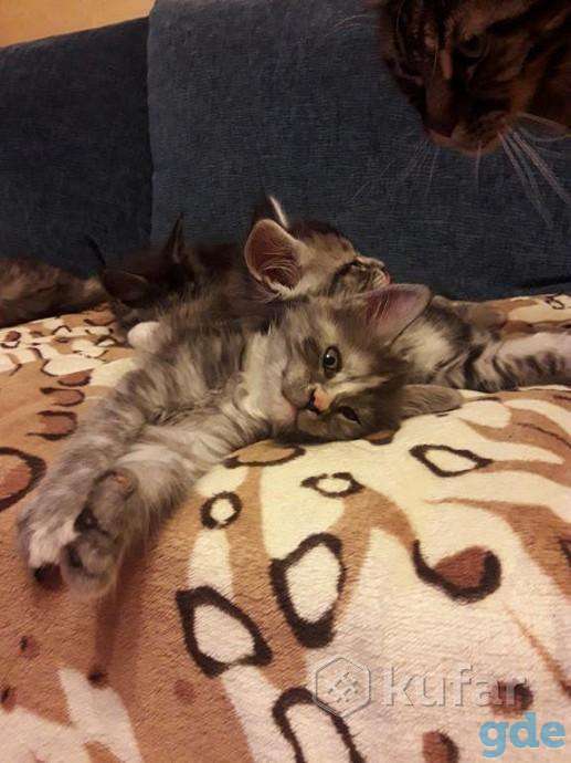 котята мейн-кун, фотография 2