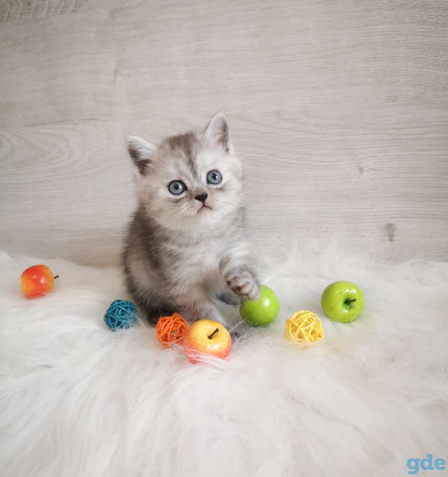 Шотландский мальчик, фотография 2
