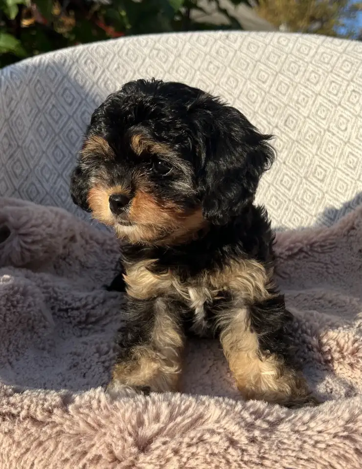 Кавапу девочка мини (Cavapoo), фотография 2