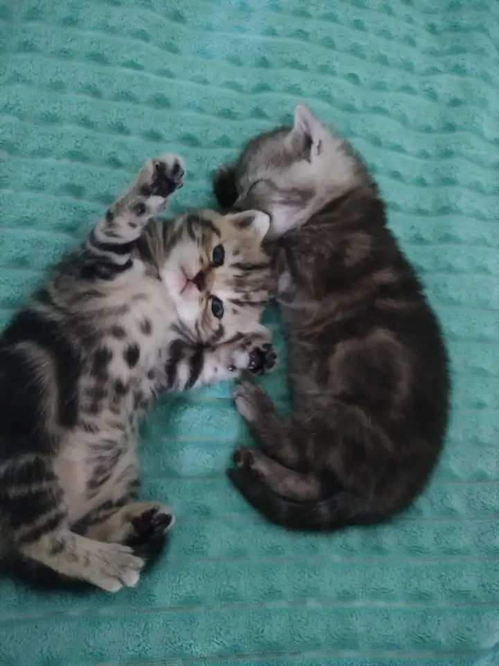 Британские котята, фотография 3