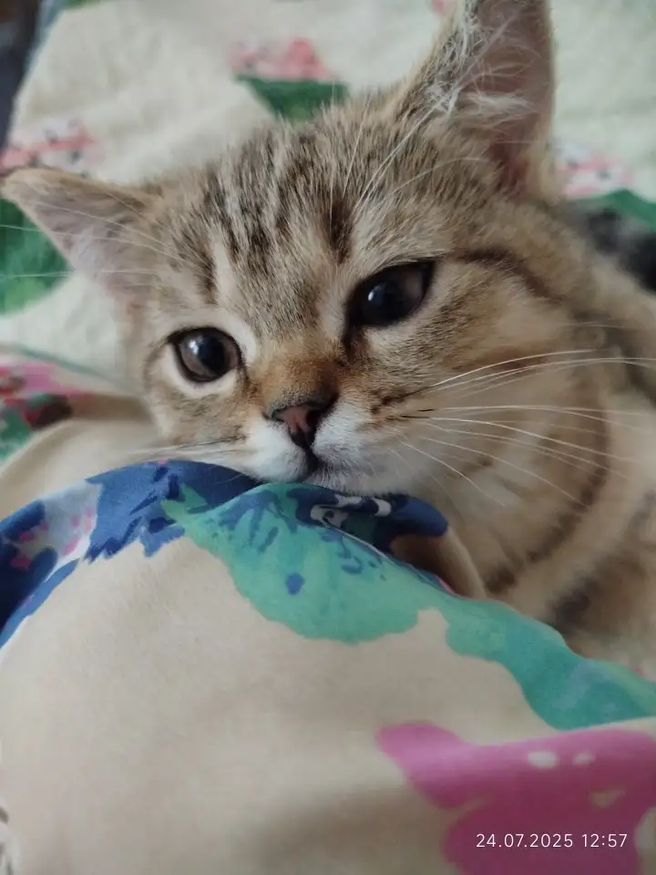 Шотландские котята, фотография 10