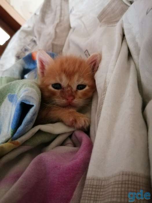 Рыжий мальчик котенок, фотография 1