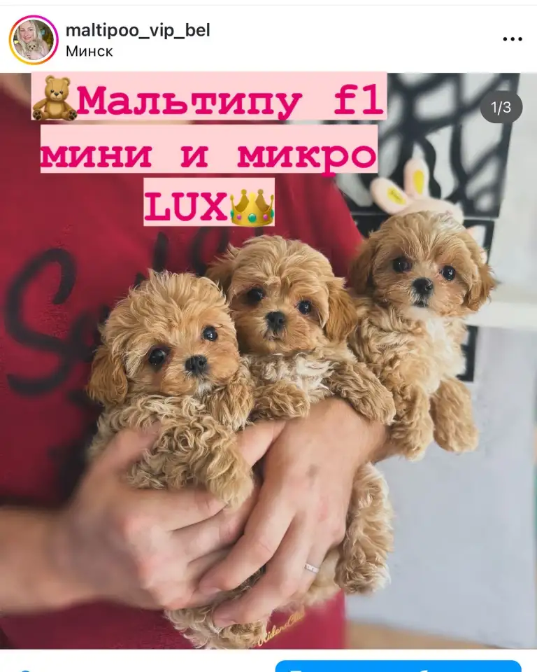 Мальтипу ф1 элитные мини и микро Корея только у нас, фотография 3