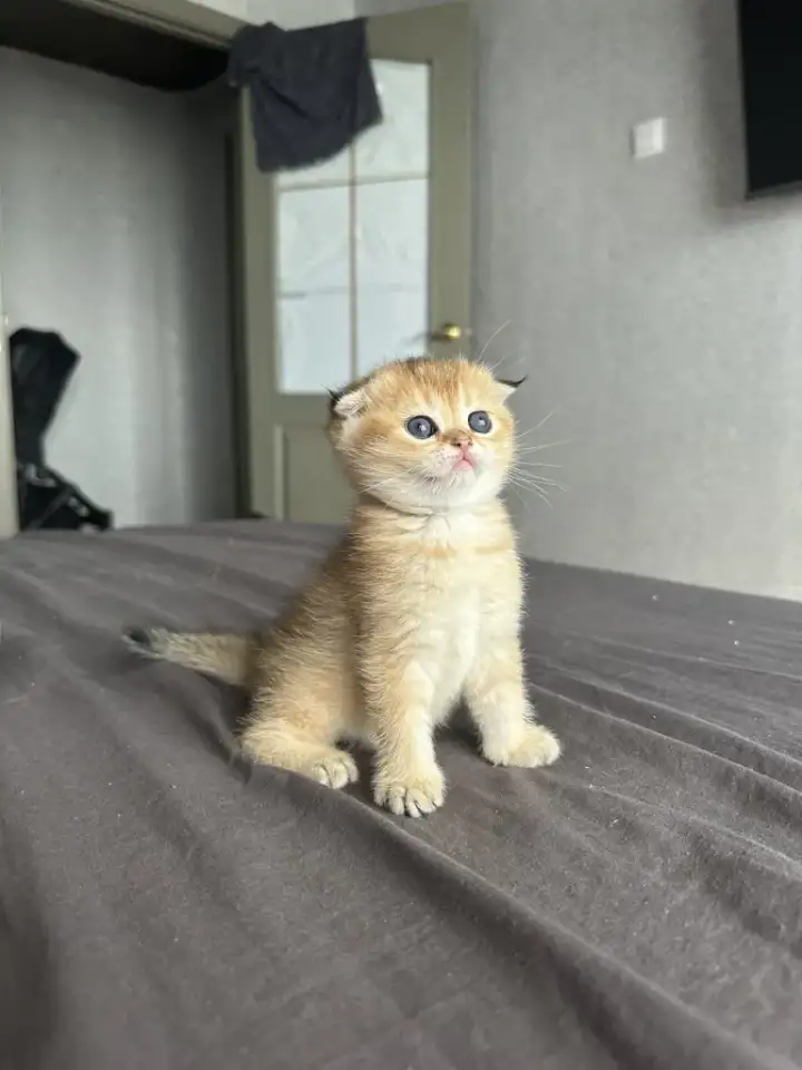 Котята шотландские окрас золотая шиншилла, фотография 2