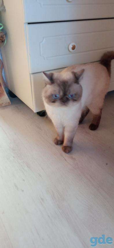 Шотландские котята, фотография 4