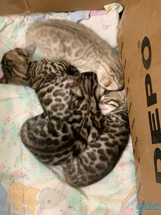 Бенгальские котята, фотография 2