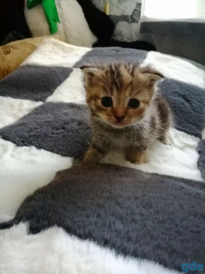 Шотландские котята, фотография 3