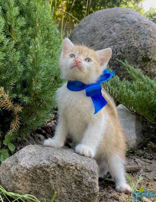 Котята, фотография 1