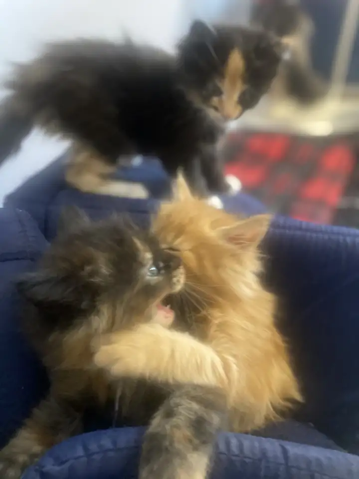 Котята Мейн-Кун, фотография 2