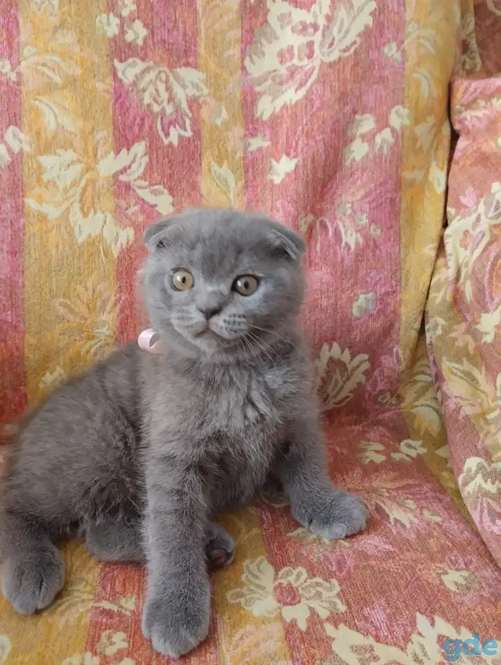 Шотландские котята, фотография 3