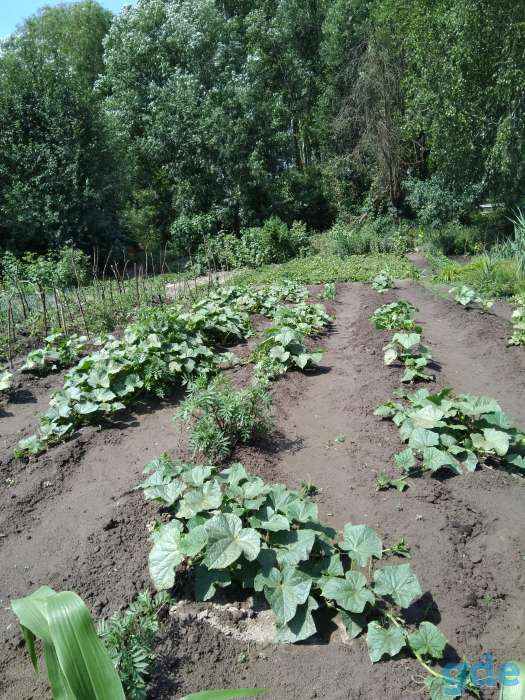 Продам дачу 13 соток, 2 км от Гомеля, Будатень, фотография 5