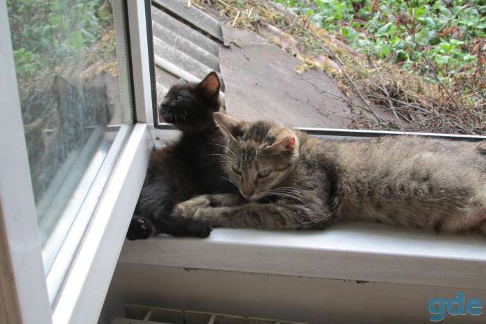 котята подарю, фотография 5