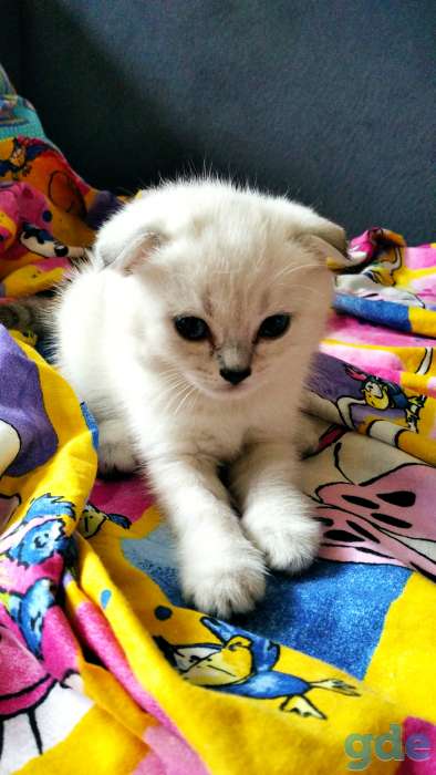 Продам породистых шотландских котят, фотография 6
