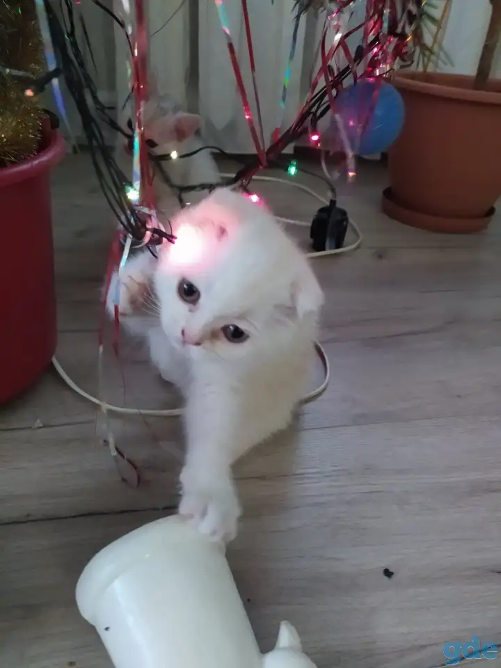 Шотландские чистокровные котята, фотография 15