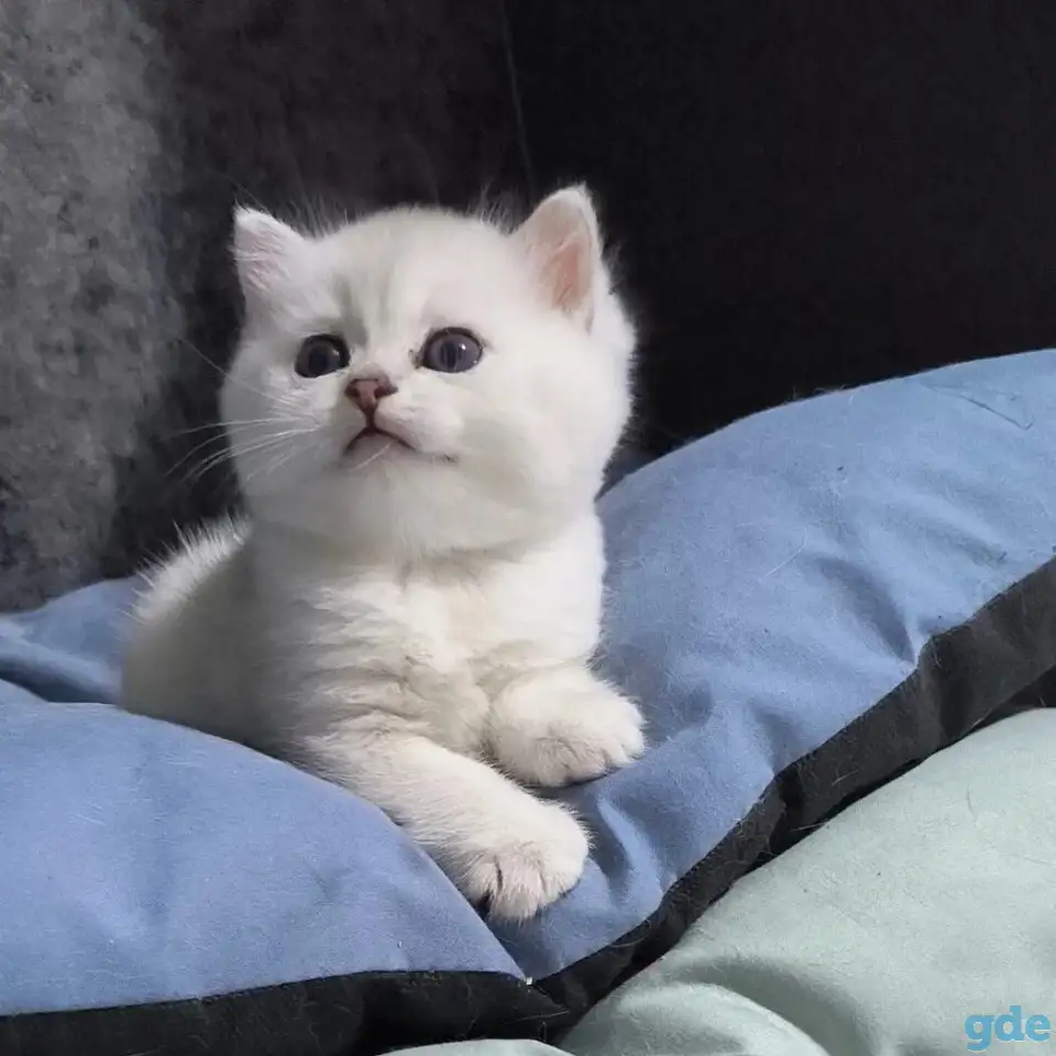 Котята -шиниллята, фотография 2
