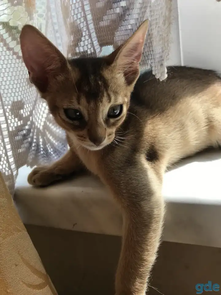 Котята, фотография 8