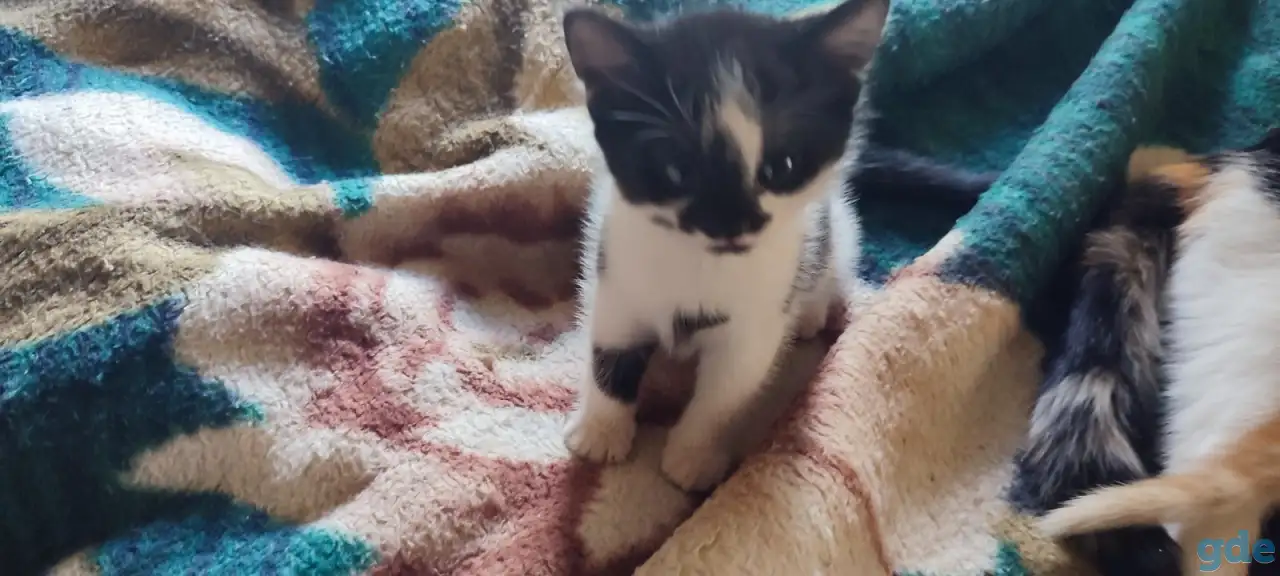 Отдам котят, фотография 3