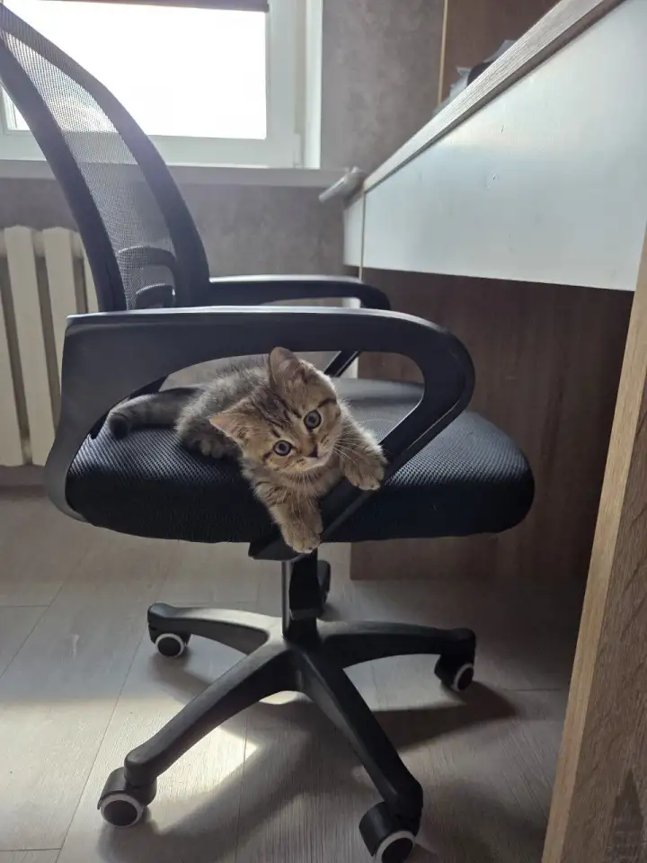 Котенок, фотография 5