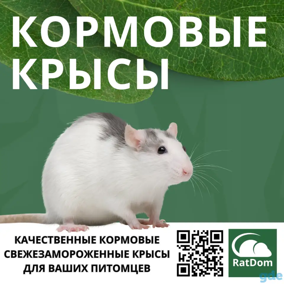 Кормовые крысы, кормовые мыши, фотография 1