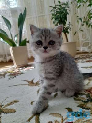 Продажа шотландских котят, фотография 4