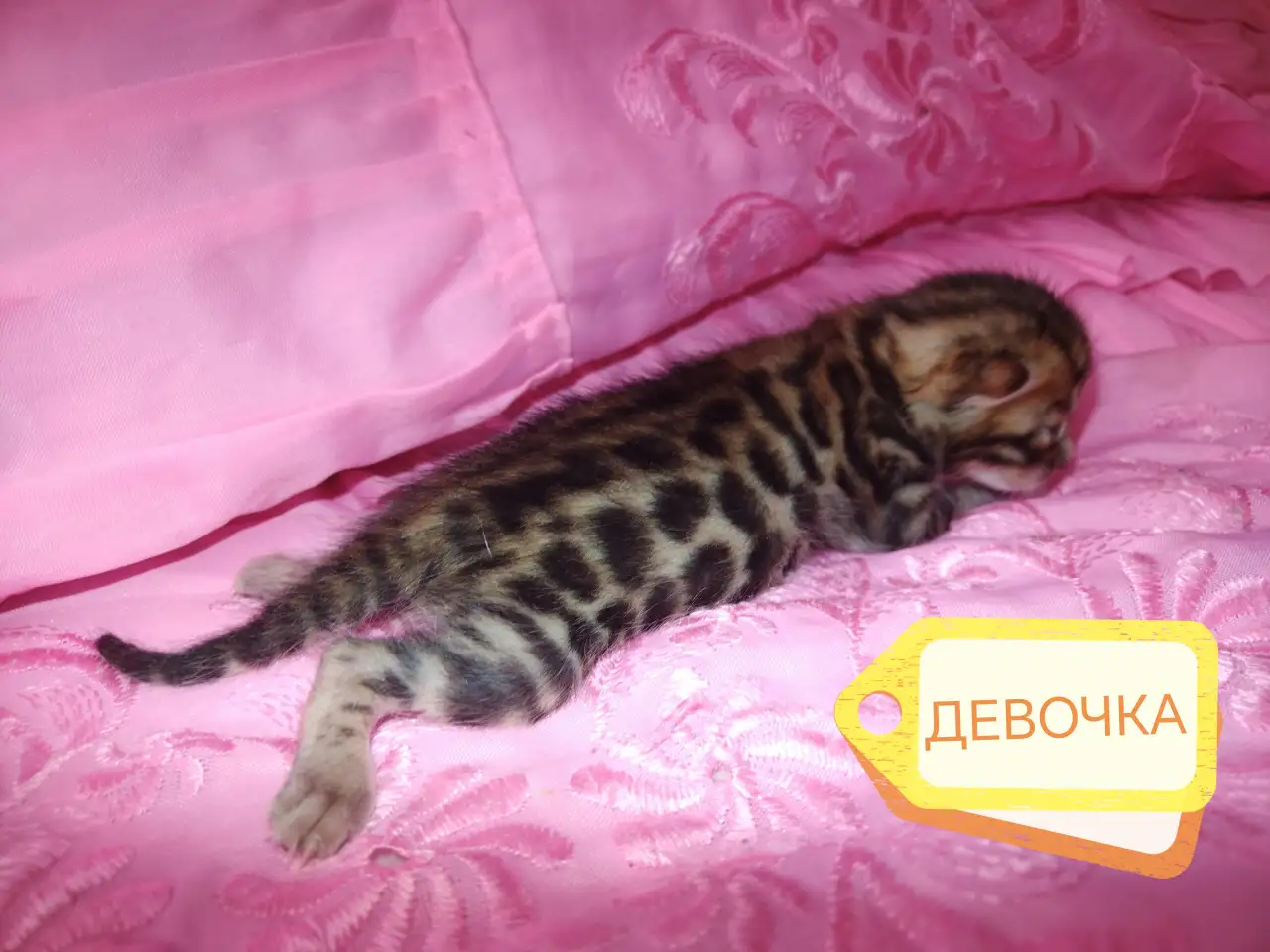 Шикарная бенгальская кошечка, фотография 3