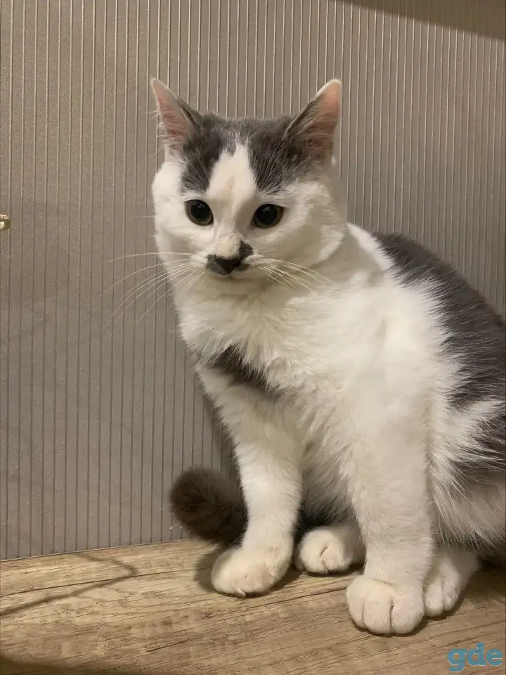Котенок в дар, фотография 3
