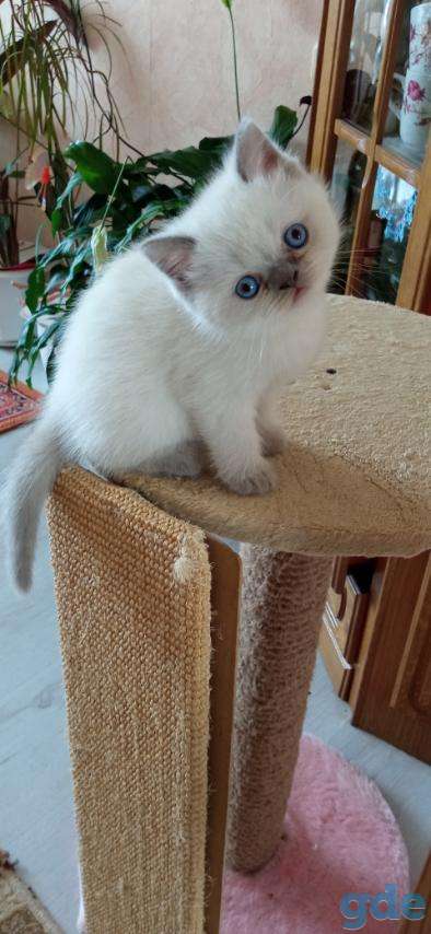 Шотландские котята, фотография 2