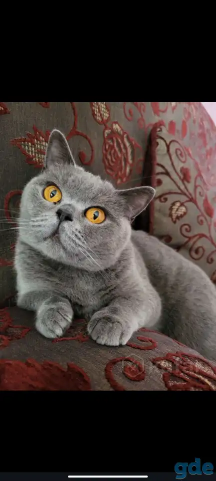 Британская короткошёрстная кошка ищет новый дом., фотография 1