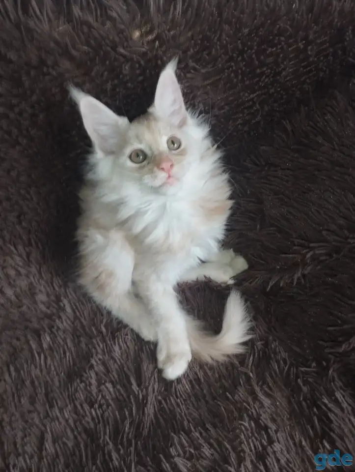 Котенок мейнкун готов обрести новый дом., фотография 1