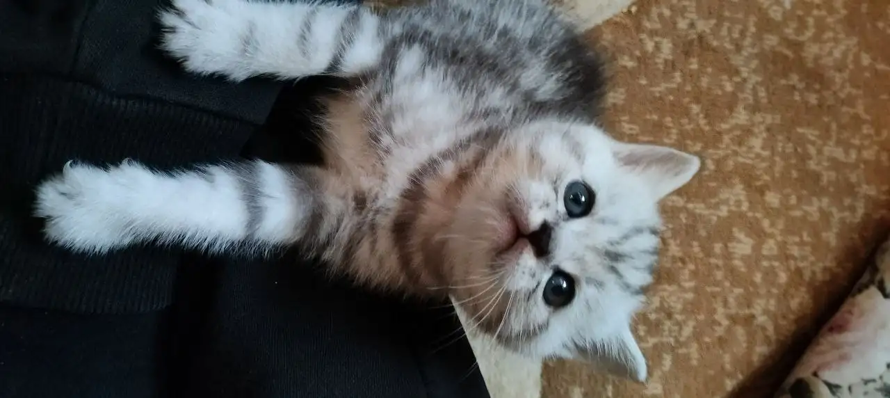 Британские котята, фотография 10