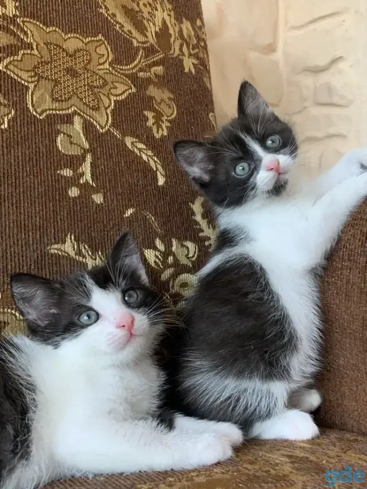 Котята ищут дом, фотография 2