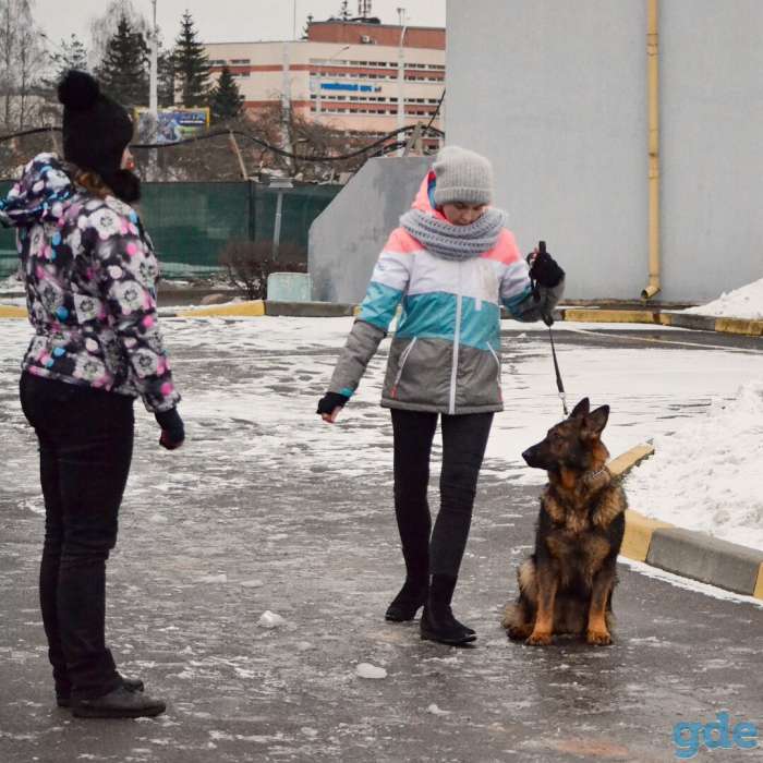 Индивидуальная дрессировка собак, фотография 3