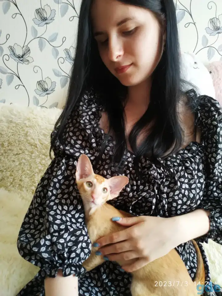 Ориентальные котята, фотография 3