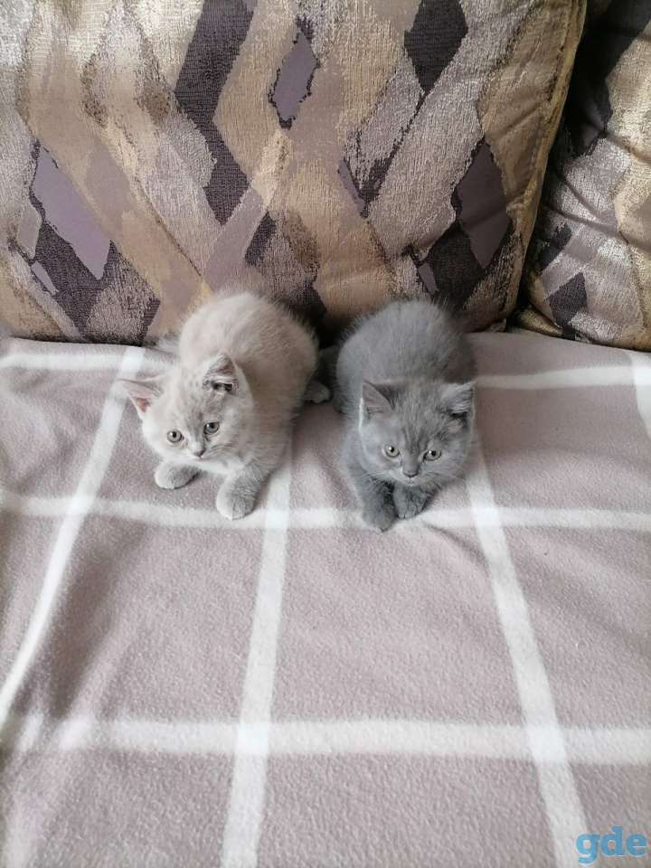 Британские котята, фотография 1