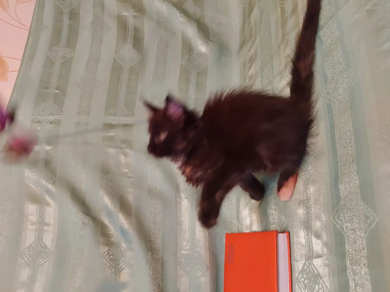 Мейн-кун, фотография 3