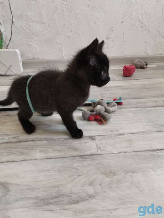 Котенок ищет дом, фотография 2