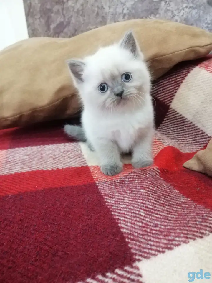Британские котята СКИДКА 60% (питомник), фотография 7