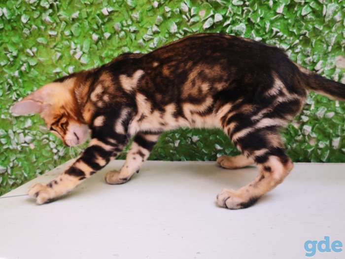 Бенгальские котята, фотография 12