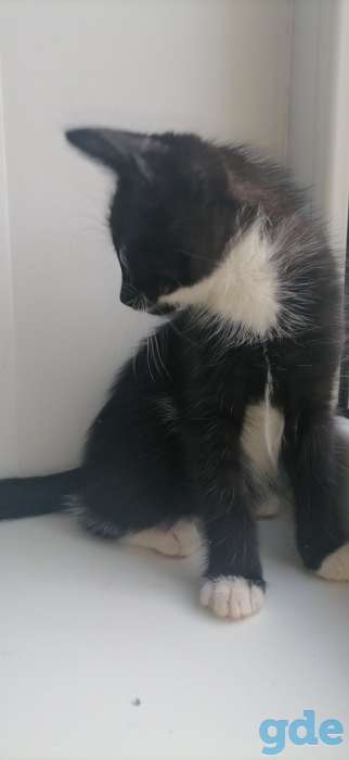 Котята даром, фотография 4