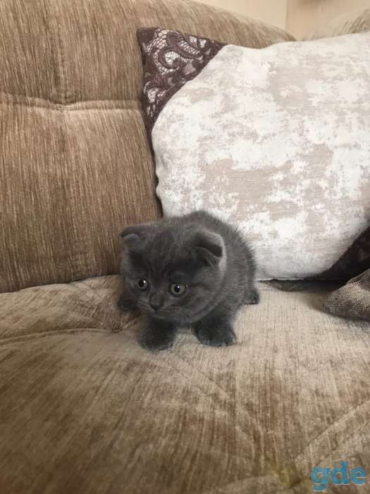 Шотландские вислоухие котята, фотография 2