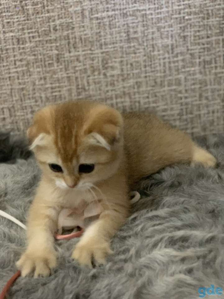 Шотландская кошечка, фотография 1