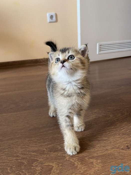 Шотландские котята, фотография 6