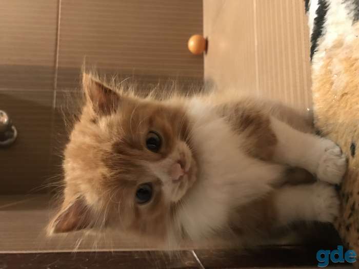 Котёнок рыжий, фотография 5