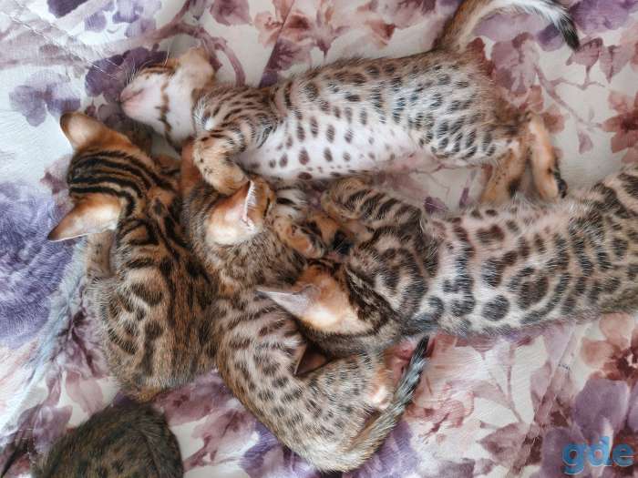 ПРОДАЖА БЕНГАЛЬСКИХ КОТЯТ. СРОЧНО, фотография 3
