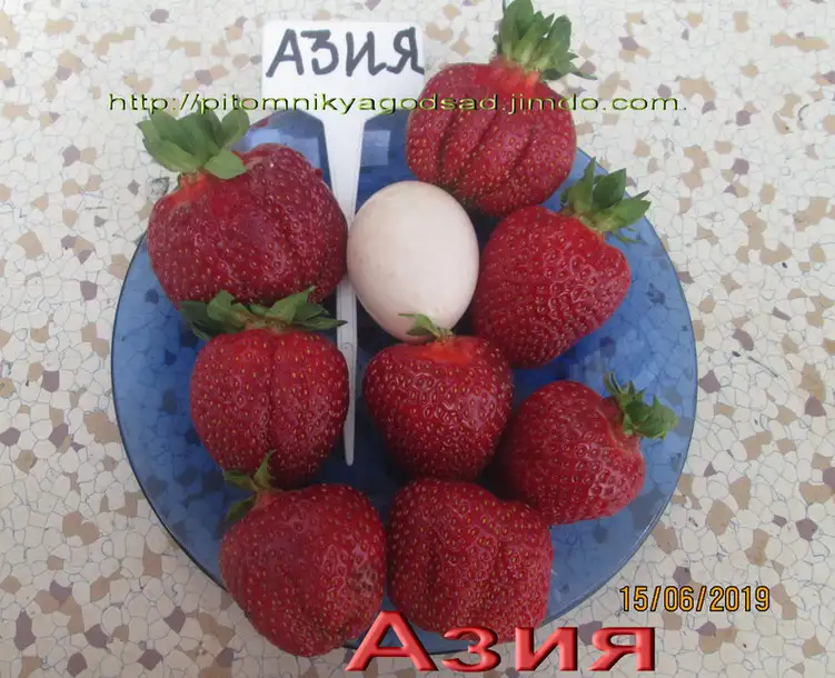 Купить САЖЕНЦЫ КЛУБНИКИ -50 сортов - в Минске  с питомника, фотография 13