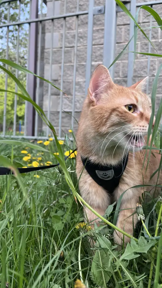 Котик в добрые руки, фотография 12