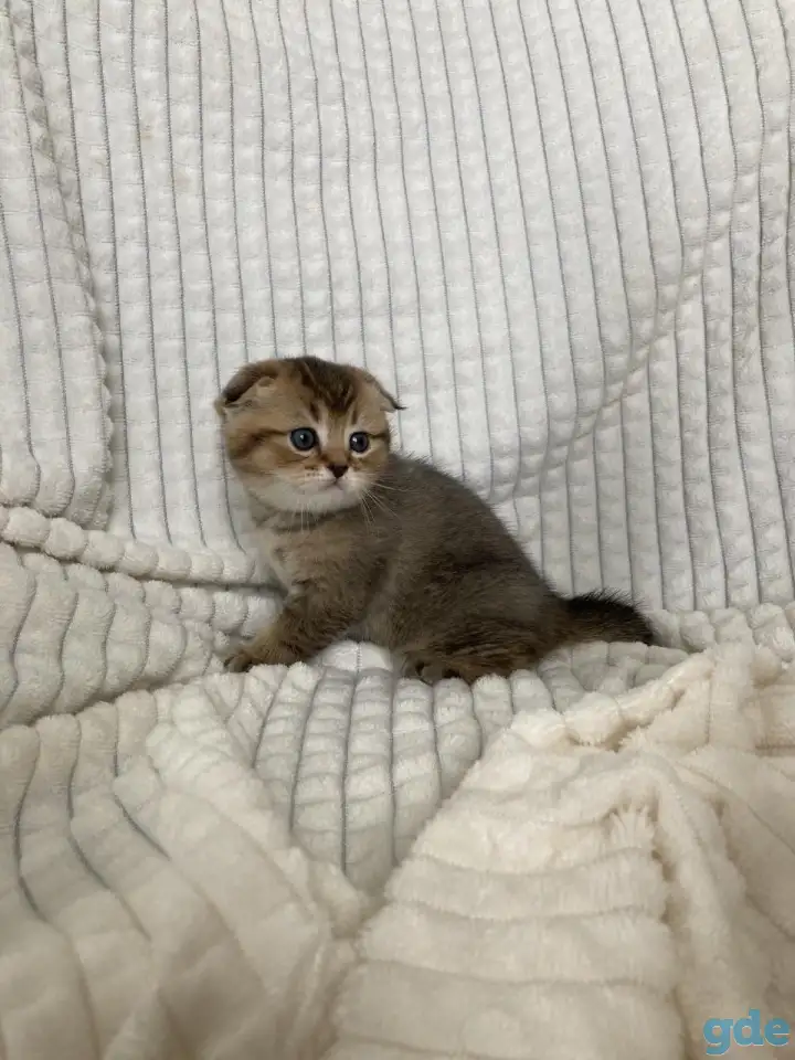 Шотландские котята голубая золотая шиншилла, фотография 2