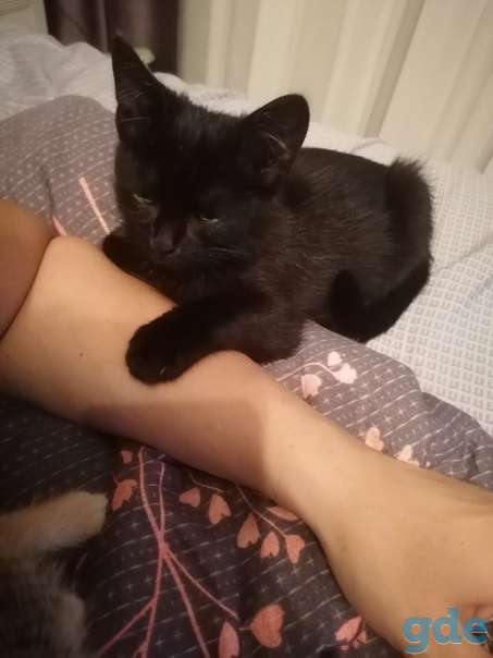 Котенок ищет дом, фотография 2