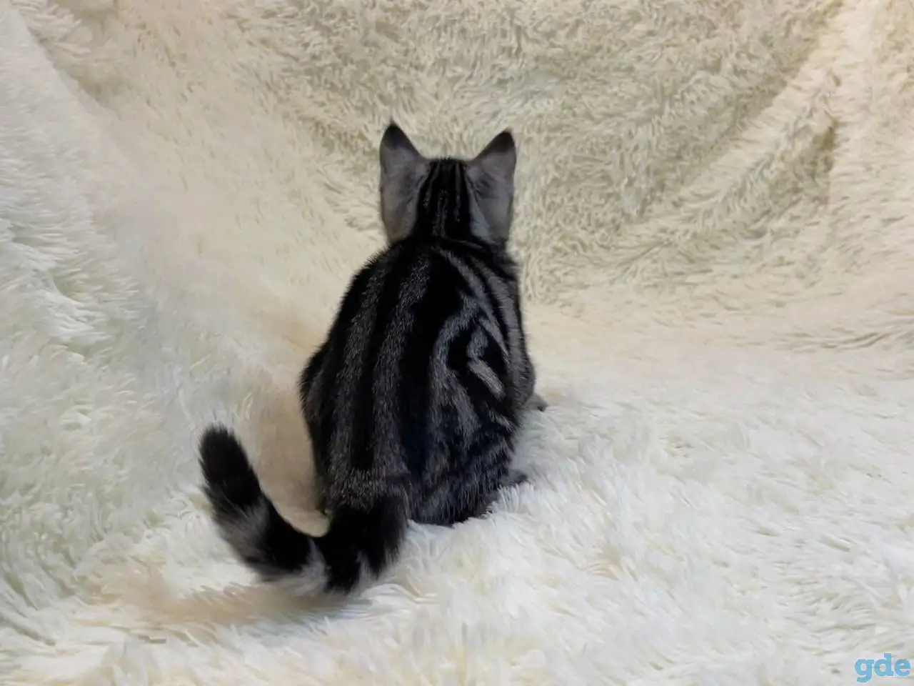 Скоттиш страйт, кошечка, котенок, окрас SFS 71 ns22, мрамор на серебре, фотография 5